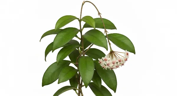 Plante Hoya en pleine floraison avec des fleurs de porcelaine