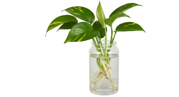 Bouture de Pothos avec racines développées dans l'eau