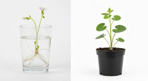 Deux boutures, une dans l'eau et une dans le terreau, montrant les différentes méthodes de propagation