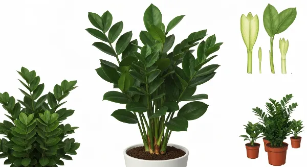 Plante Zamioculcas (ZZ) saine et plusieurs jeunes pousses issues de la multiplication