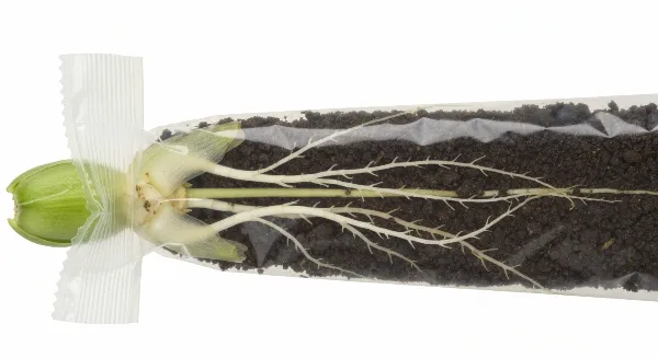 Marcotte aérienne sur une plante d'intérieur, montrant des racines visibles à travers le sachet plastique transparent