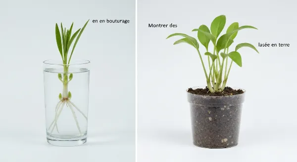 Comparaison entre une bouture enracinée dans l'eau et une bouture enracinée en terre.